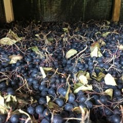 Aronya kurusu – Dried Aronia -  1 kg