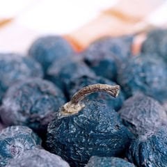 Yabanmersini kurusu – Dried Blueberry -  1Kg