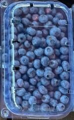 Pasha Berry - Yaban Mersini 500 Gram Yaş - Organik Bahçeden